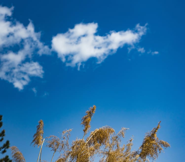 The World Tasted of Spring